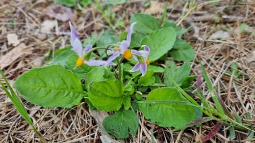 Solanum commersonii