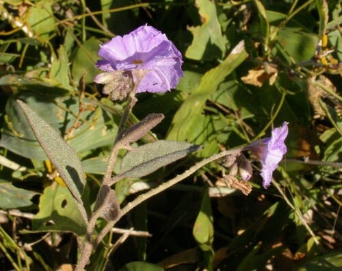 Solanum cunninghamii