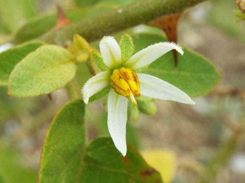 Solanum dasyanthum