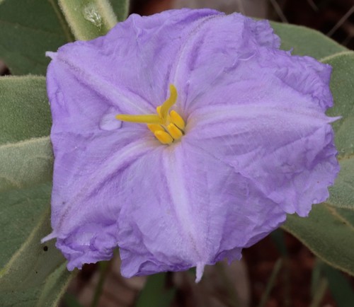 Solanum dioicum