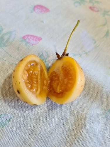 Solanum diploconos