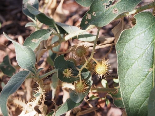 Solanum echinatum