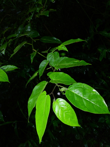 Solanum endopogon
