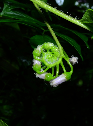 Solanum endopogon