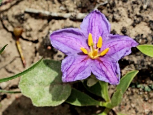 Solanum esuriale