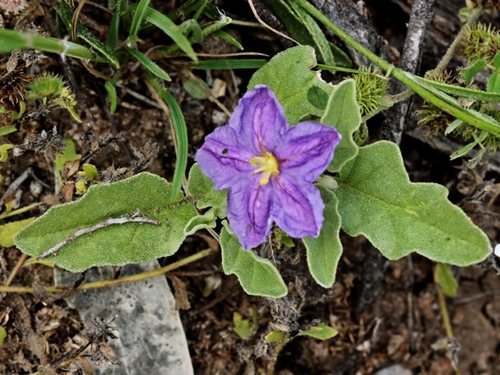 Solanum esuriale