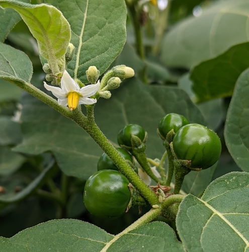 Solanum gilo