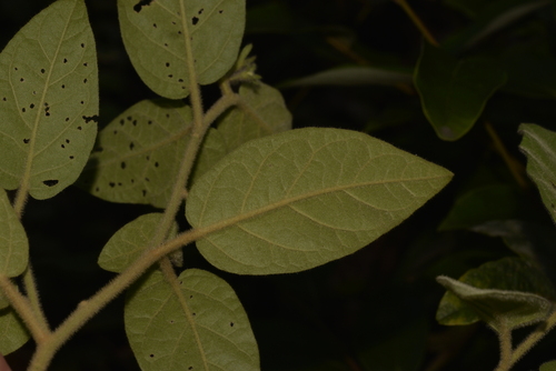 Solanum hapalum