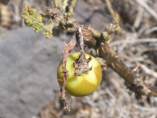 Solanum hermannii