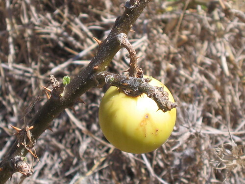 Solanum hermannii