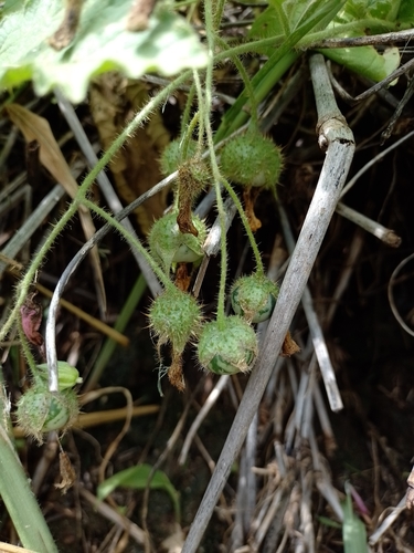Solanum hieronymi