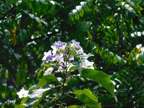 Solanum macranthum