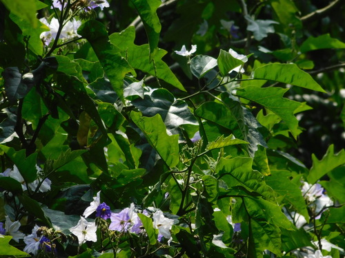 Solanum macranthum