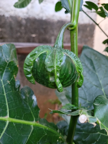 Solanum macrocarpon