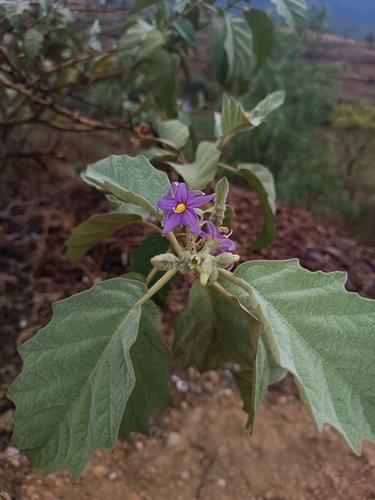 Solanum mitlense