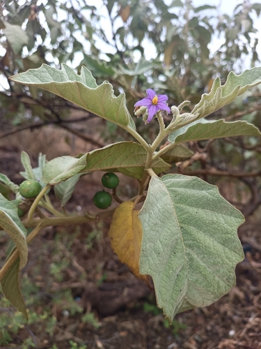 Solanum mitlense