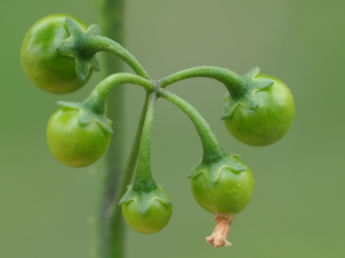 Solanum nigrum