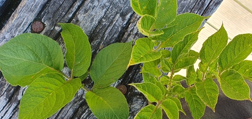 Solanum phureja