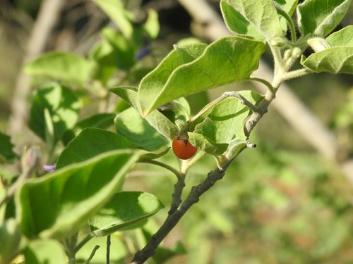Solanum pubescens