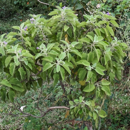 Solanum pubescens