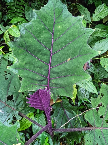 Solanum quitoense