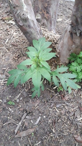 Solanum radicans