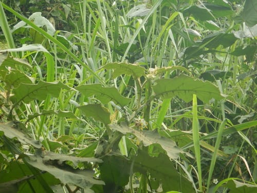Solanum robustum