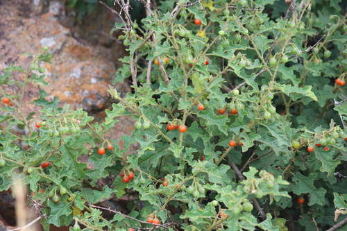 Solanum rubetorum