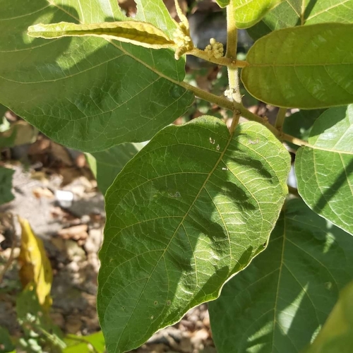 Solanum scuticum