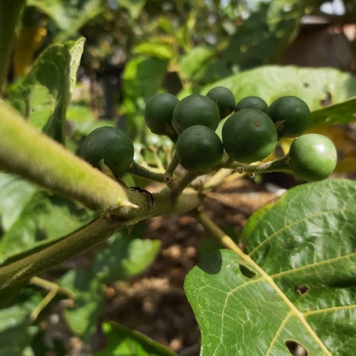 Solanum scuticum