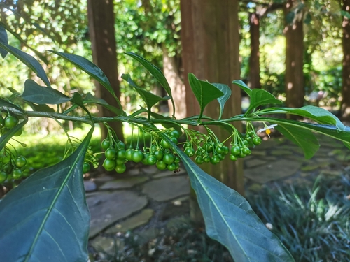 Solanum spirale