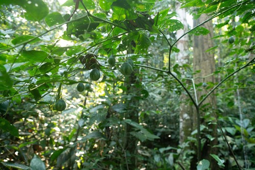 Solanum splendens
