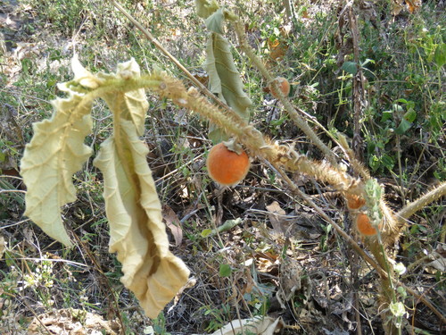 Solanum tequilense