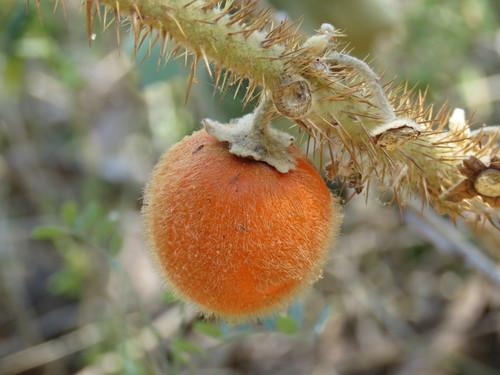 Solanum tequilense