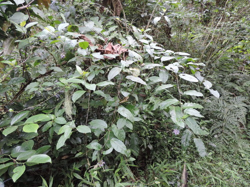Solanum terminale