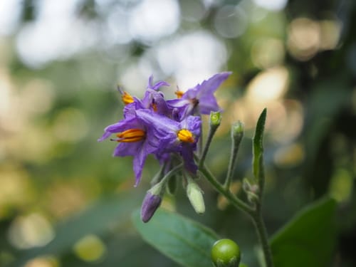 Solanum torvum