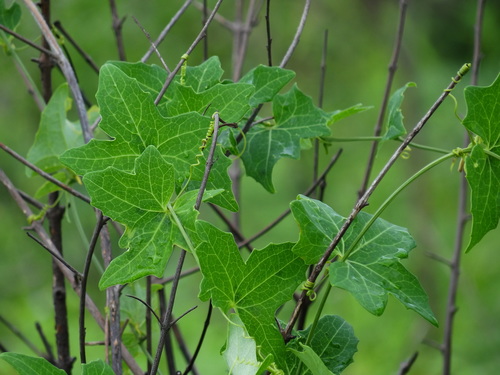 Solena amplexicaulis