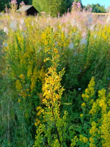 Solidago canadensis subsp. scabra