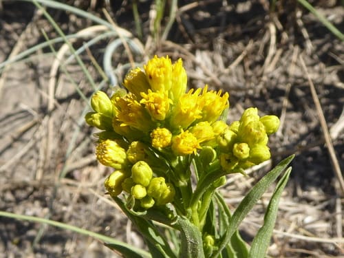 Solidago missouriensis