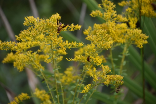 Solidago odora subsp. chapmanii