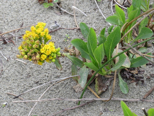 Solidago spathulata