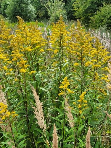 Solidago virgaurea subsp. asiatica