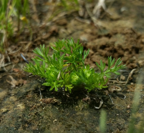 Soliva sessilis