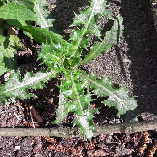 Sonchus asper