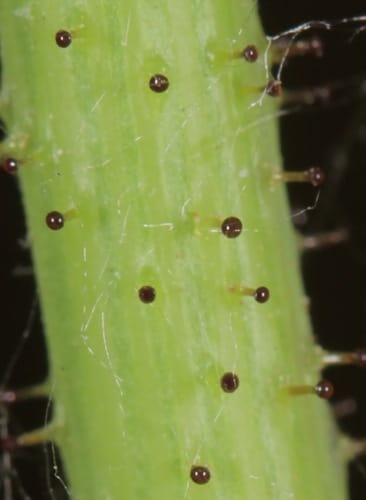 Sonchus asper subsp. glaucescens