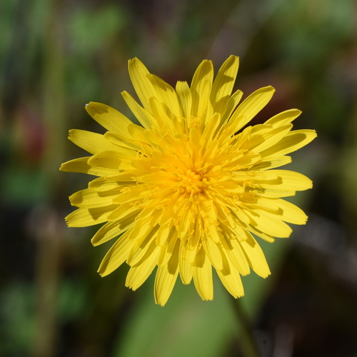 Sonchus bulbosus