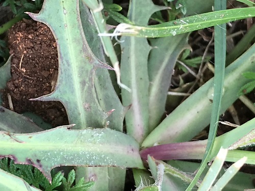 Sonchus dregeanus