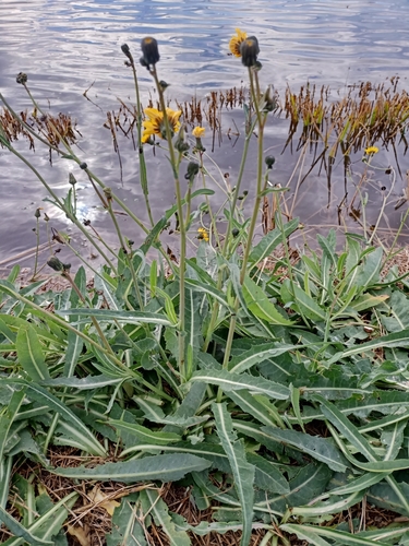 Sonchus maritimus