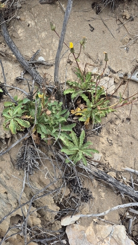 Sonchus megalocarpus