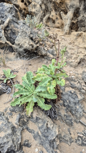 Sonchus megalocarpus